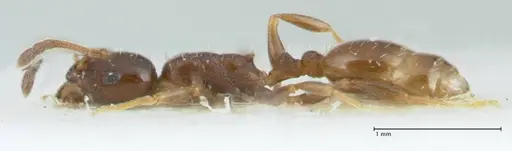 Temnothorax simlensis specimen FOCOL1793-1 image focol1793-1_3