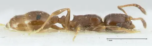 Temnothorax simlensis specimen FOCOL1793-1 image focol1793-1_4