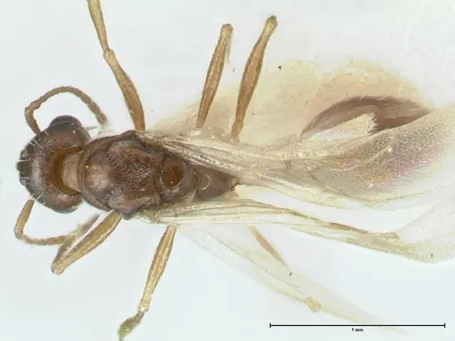 Temnothorax simlensis specimen FOCOL1793-2 image focol1793-2_1