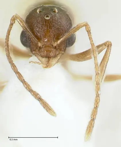 Temnothorax simlensis specimen FOCOL1793-2 image focol1793-2_2
