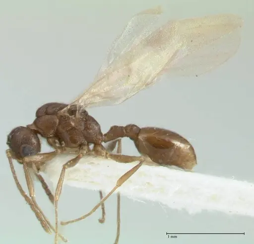 Temnothorax simlensis specimen FOCOL1793-2 image focol1793-2_3