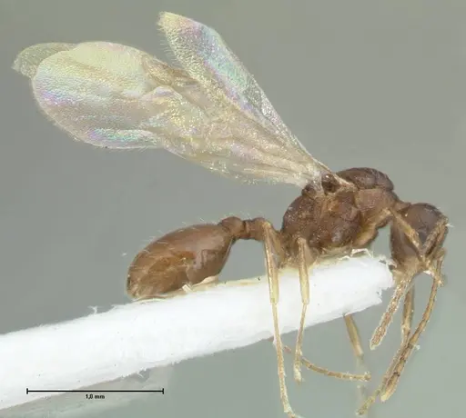 Temnothorax simlensis specimen FOCOL1793-2 image focol1793-2_4