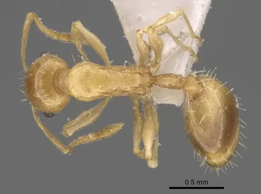 Temnothorax singularis specimen CASENT0917464 image casent0917464_1