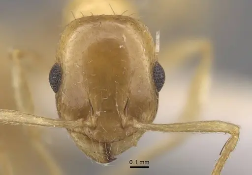 Temnothorax singularis specimen CASENT0917464 image casent0917464_2