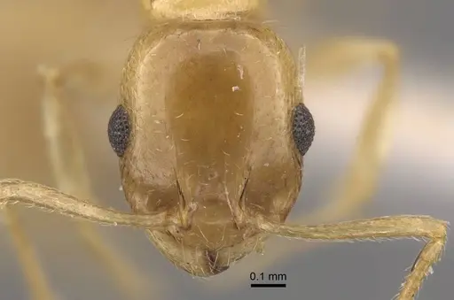 Temnothorax singularis specimen CASENT0917464 image casent0917464_3