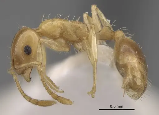 Temnothorax singularis specimen CASENT0917464 image casent0917464_4
