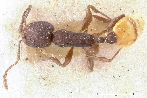 Temnothorax skwarrae specimen FOCOL0411 image focol0411_1