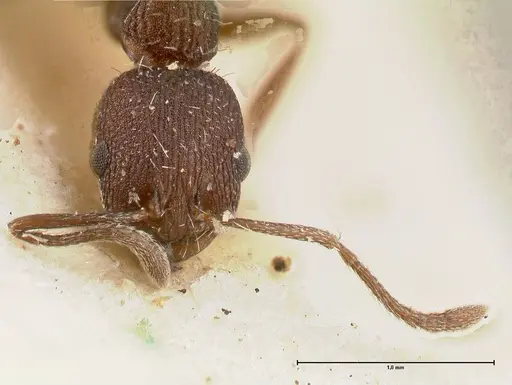 Temnothorax skwarrae specimen FOCOL0411 image focol0411_2