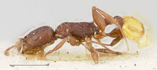 Temnothorax skwarrae specimen FOCOL0411 image focol0411_3