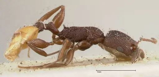 Temnothorax skwarrae specimen FOCOL0411 image focol0411_4
