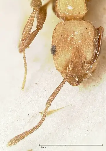 Temnothorax skwarrae specimen FOCOL0412 image focol0412_2