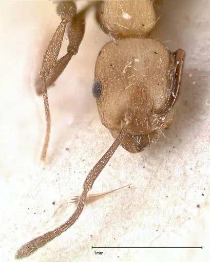 Temnothorax skwarrae specimen FOCOL0412 image focol0412_3