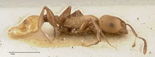 Temnothorax skwarrae specimen FOCOL0412 image focol0412_4