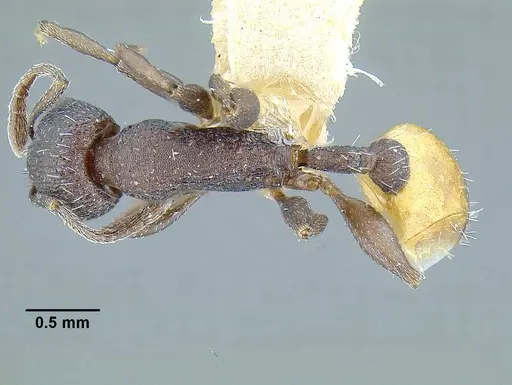 Temnothorax skwarrae specimen MCZENT00016358 image mczent00016358_1