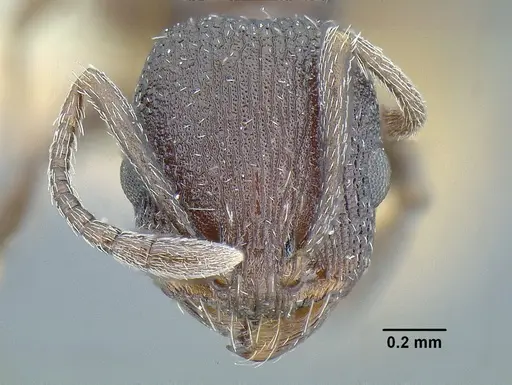 Temnothorax skwarrae specimen MCZENT00016358 image mczent00016358_2