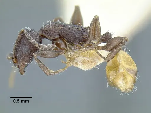 Temnothorax skwarrae specimen MCZENT00016358 image mczent00016358_3