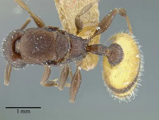 Temnothorax skwarrae specimen MCZENT00577117 image mczent00577117_1