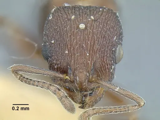 Temnothorax skwarrae specimen MCZENT00577117 image mczent00577117_2