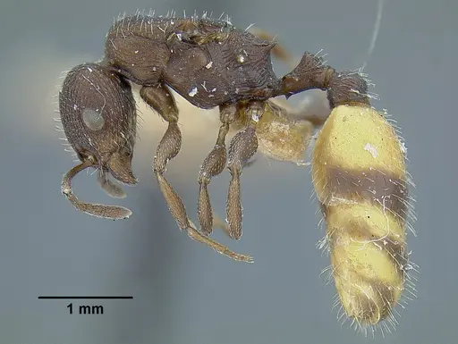 Temnothorax skwarrae specimen MCZENT00577117 image mczent00577117_3