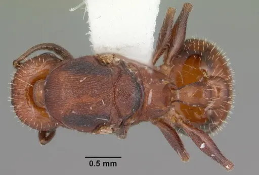 Temnothorax smithi specimen CASENT0104052 image casent0104052_1