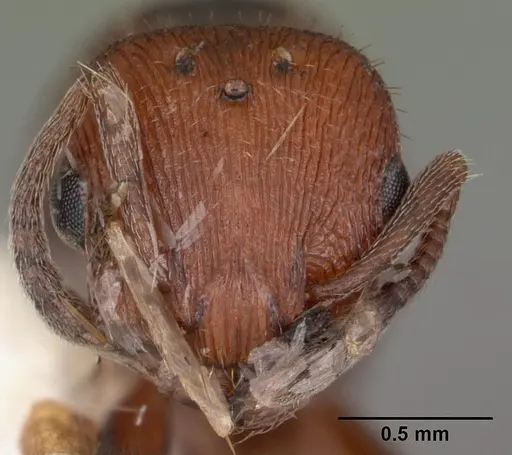 Temnothorax smithi specimen CASENT0104052 image casent0104052_2
