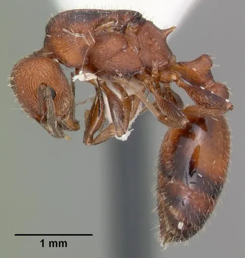 Temnothorax smithi specimen CASENT0104052 image casent0104052_3