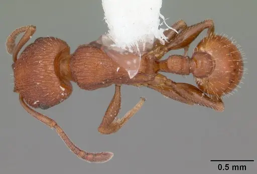 Temnothorax smithi specimen CASENT0104053 image casent0104053_1
