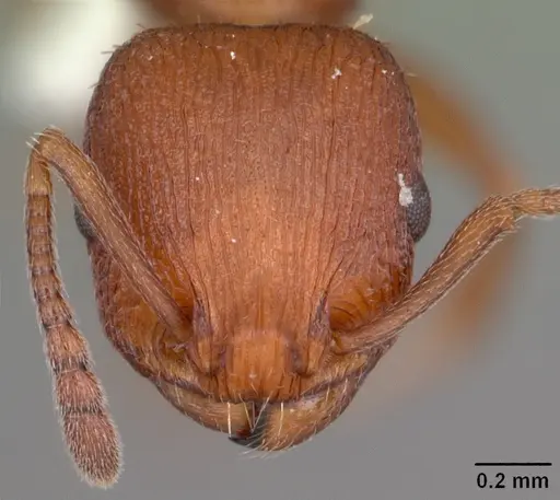 Temnothorax smithi specimen CASENT0104053 image casent0104053_2