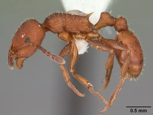 Temnothorax smithi specimen CASENT0104053 image casent0104053_3