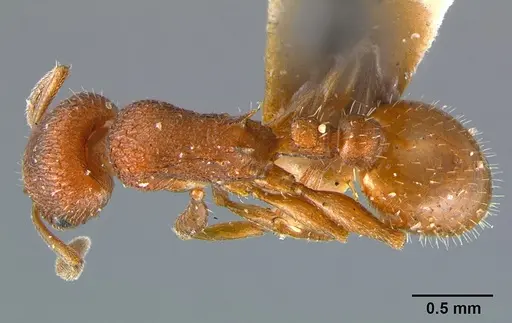 Temnothorax smithi specimen CASENT0105866 image casent0105866_1