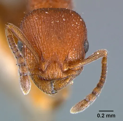 Temnothorax smithi specimen CASENT0105866 image casent0105866_2