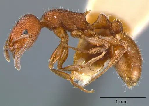 Temnothorax smithi specimen CASENT0105866 image casent0105866_3