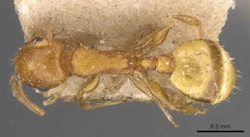 Temnothorax smyrnensis specimen CASENT0909019 image casent0909019_1