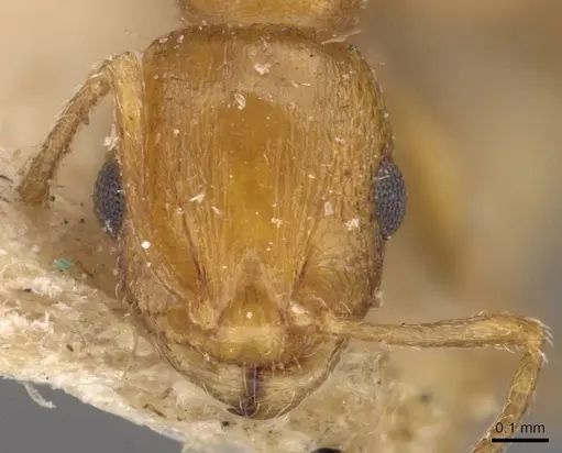 Temnothorax smyrnensis specimen CASENT0909019 image casent0909019_2