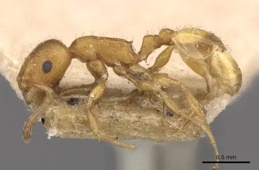 Temnothorax smyrnensis specimen CASENT0909019 image casent0909019_3