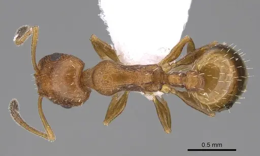 Temnothorax smyrnensis specimen CASENT0922698 image casent0922698_1