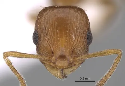 Temnothorax smyrnensis specimen CASENT0922698 image casent0922698_2
