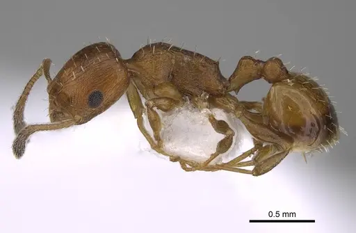 Temnothorax smyrnensis specimen CASENT0922698 image casent0922698_3