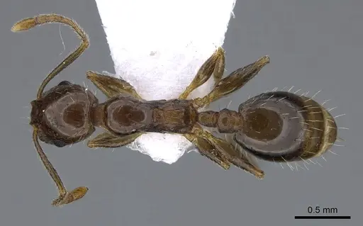 Temnothorax solerii specimen CASENT0914833 image casent0914833_1