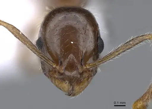 Temnothorax solerii specimen CASENT0914833 image casent0914833_2
