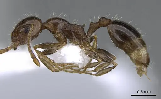 Temnothorax solerii specimen CASENT0914833 image casent0914833_3