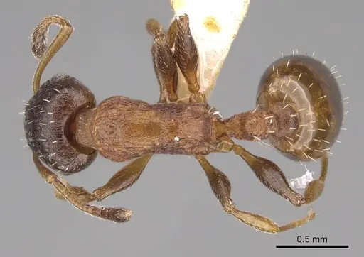 Temnothorax solidinodus specimen CASENT0906153 image casent0906153_1