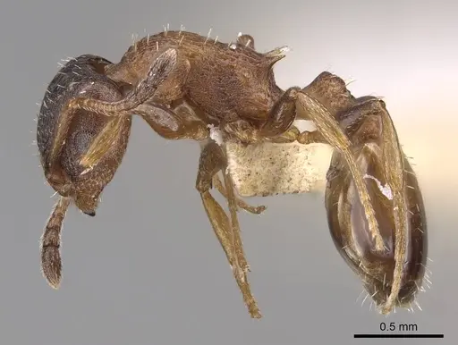 Temnothorax solidinodus specimen CASENT0906153 image casent0906153_3