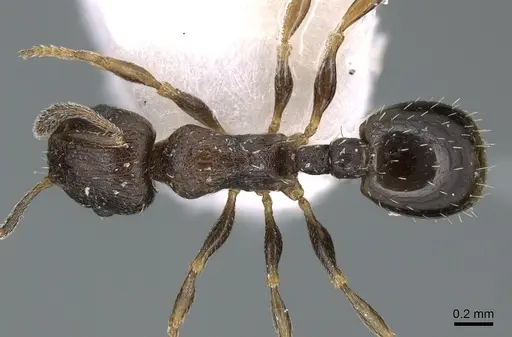 Temnothorax spinosior specimen CASENT0906180 image casent0906180_1