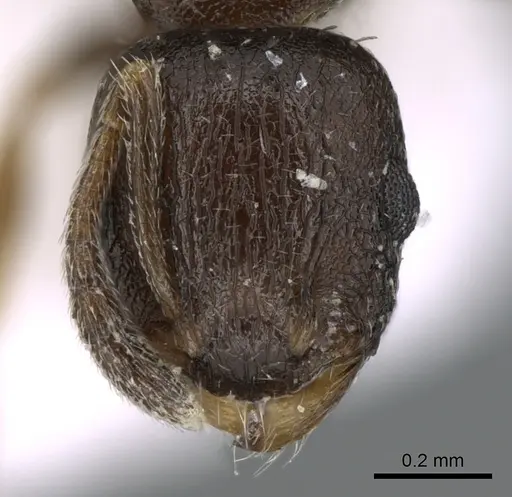 Temnothorax spinosior specimen CASENT0906180 image casent0906180_2