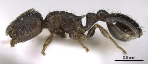 Temnothorax spinosior specimen CASENT0906180 image casent0906180_3