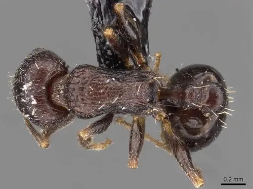 Temnothorax spinosior specimen CASENT0909021 image casent0909021_1