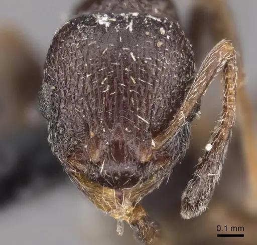 Temnothorax spinosior specimen CASENT0909021 image casent0909021_2