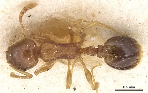 Temnothorax spinosus specimen CASENT0906173 image casent0906173_1