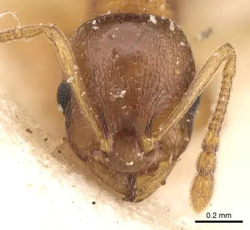 Temnothorax spinosus specimen CASENT0906173 image casent0906173_2
